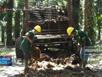 Catatkan Rugi, Saham SSMS Tertinggal Kenaikan Harga CPO Dunia