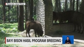 VIDEO: Bayi Bison Hasil Program Breeding Lahir