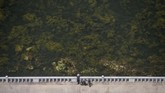 Perairan Sungai Taedong di Pyongyang, Korea Utara, yang dipenuhi oleh tumbuhan alga.