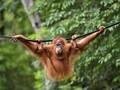 Dua Orangutan Sumatera Dilepasliarkan ke Cagar Alam Jantho
