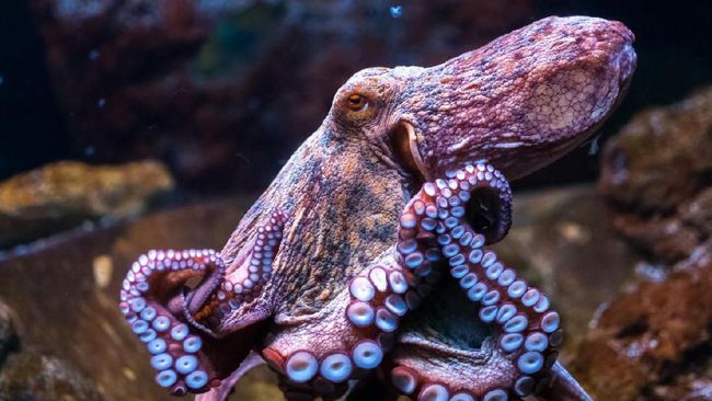 Kutu Laut  dan Gurita  Pasifik Muncul di Jakarta Aquarium
