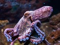 Kutu Laut dan Gurita Pasifik Muncul di Jakarta Aquarium