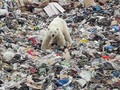 FOTO: Beruang Kutub Makan Sampah di Rusia