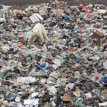 Miris, Global Warming Buat Beruang Kutub Kais Sampah di Rusia