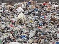 Miris, Global Warming Buat Beruang Kutub Kais Sampah di Rusia