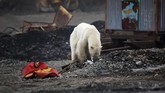 Kelompok lingkungan hidup yakin kalau beruang kutub tersesat saat mencari makan di alamnya. (REUTERS/Irina Yarinskaya/Zapolyarnaya Pravda)