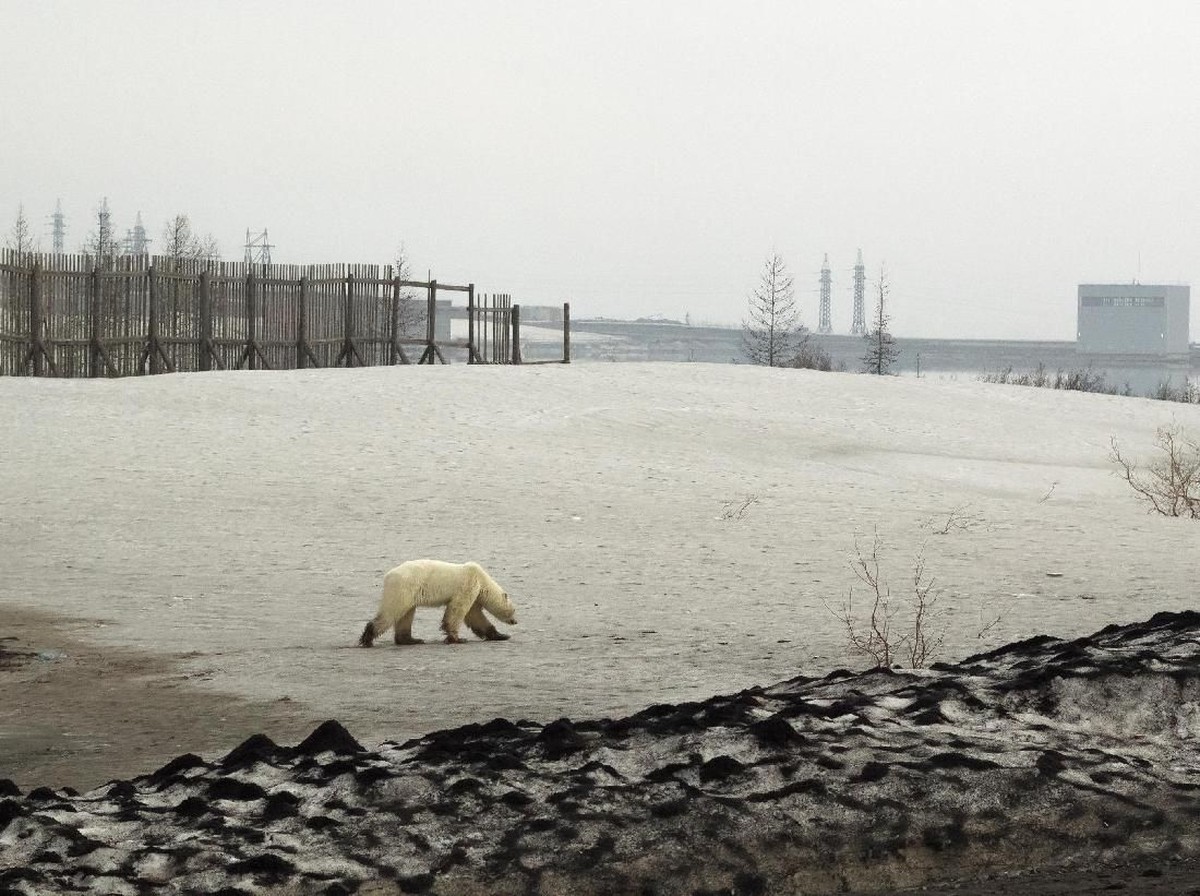 Dampak Parah Perubahan Iklim: Es di Kutub Mencair Lebih Cepat dari Perkiraan