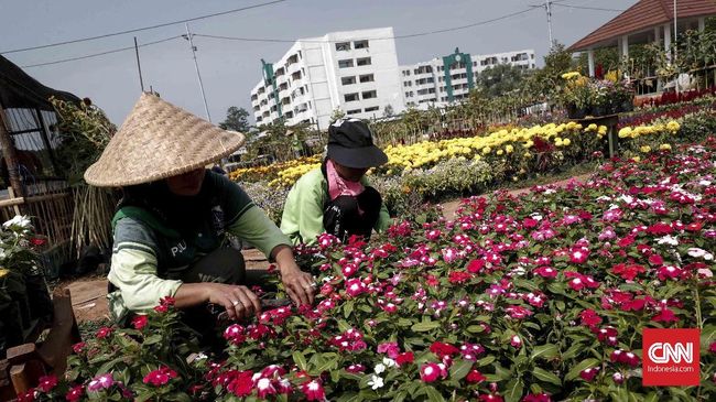 Selain Lidah Mertua, Urban Farming Juga Bisa Kurangi Polusi