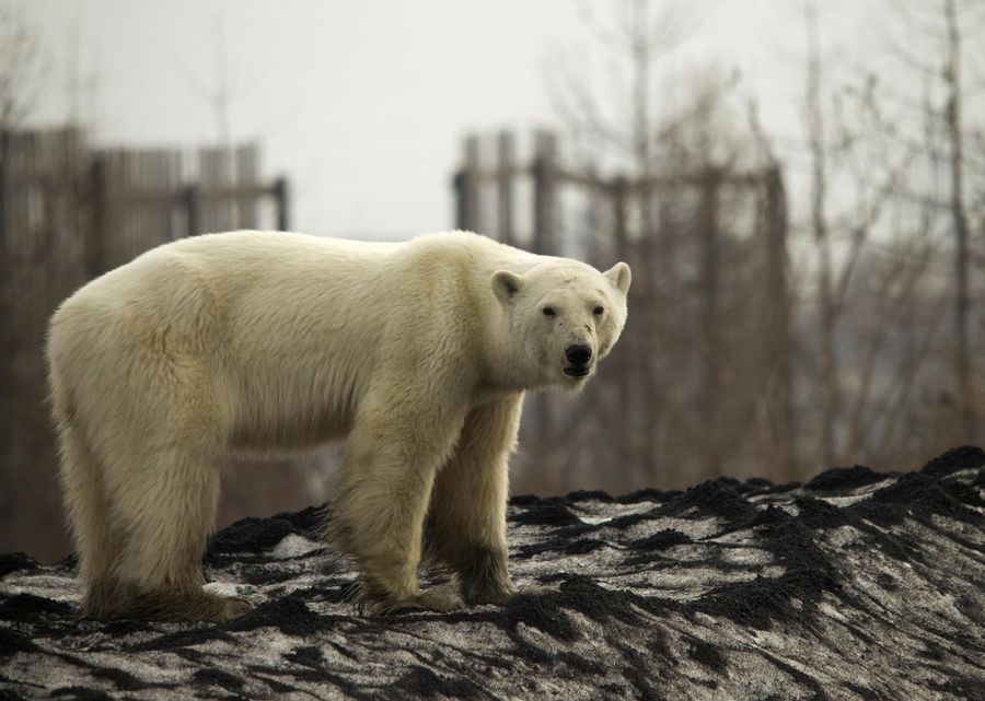 RUSSIA-POLAR BEAR/