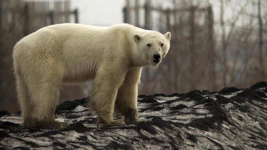 A stray polar bear is seen in the industrial city of Norilsk, Russia June 17, 2019. Picture taken on June 17, 2019. REUTERS/Irina Yarinskaya/Zapolyarnaya Pravda NO RESALES. NO ARCHIVES.