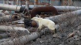 Beruang kutub betina itu terlihat kurus dan sakit saat sedang mengorek tempat sampah. Kakinya dikotori lumpur dan hidungnya menciumi sampah yang ditemukannya. (REUTERS/Irina Yarinskaya/Zapolyarnaya Pravda)