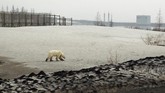 Ini adalah pertama kali berung kutub terlihat di pemukiman sejak 40 tahun terakhir, seperti yang dikatakan oleh kelompok lingkungan hidup. (REUTERS/Vyacheslav Yarinski)