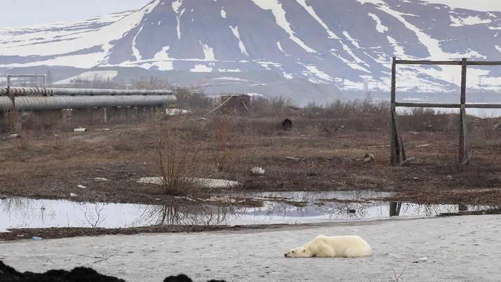 A stray polar bear is seen in the industrial city of Norilsk, Russia June 17, 2019. Picture taken on June 17, 2019. REUTERS/Irina Yarinskaya/Zapolyarnaya Pravda NO RESALES. NO ARCHIVES.