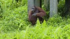 VIDEO: Wisata Konservasi Orang Utan