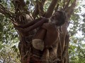 FOTO: Selaras Tubuh dan Pikiran dalam Hari Yoga Internasional