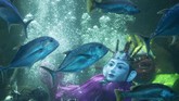 Penyelam mempertunjukkan Ondel-Ondel di dalam akuarium utama Seaworld, Ancol Taman Impian, Jakarta, Sabtu (22/6/2019). Pertunjukan tersebut digelar dalam rangka merayakan HUT ke-492 Jakarta. (ANTARA FOTO/Hafidz Mubarak A/wsj)
