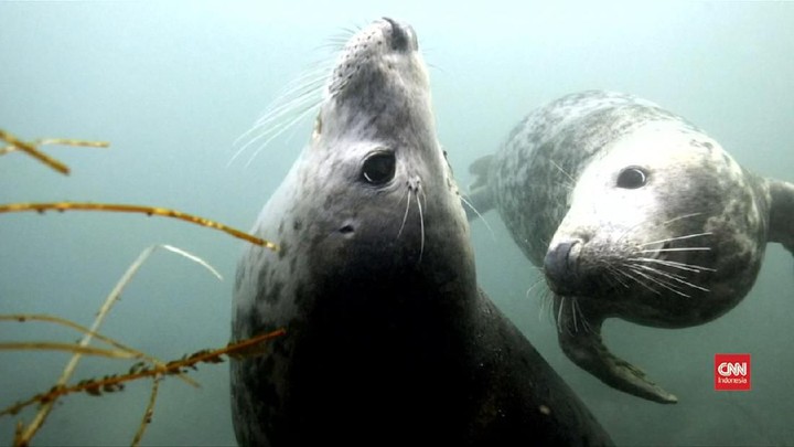 Video Anjing Laut Bisa Tiru Ucapan Manusia
