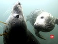 VIDEO: Anjing Laut Bisa Tiru Ucapan Manusia