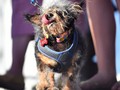 Scamp the Tramp Dinobatkan Jadi Anjing Terjelek di Dunia 2019