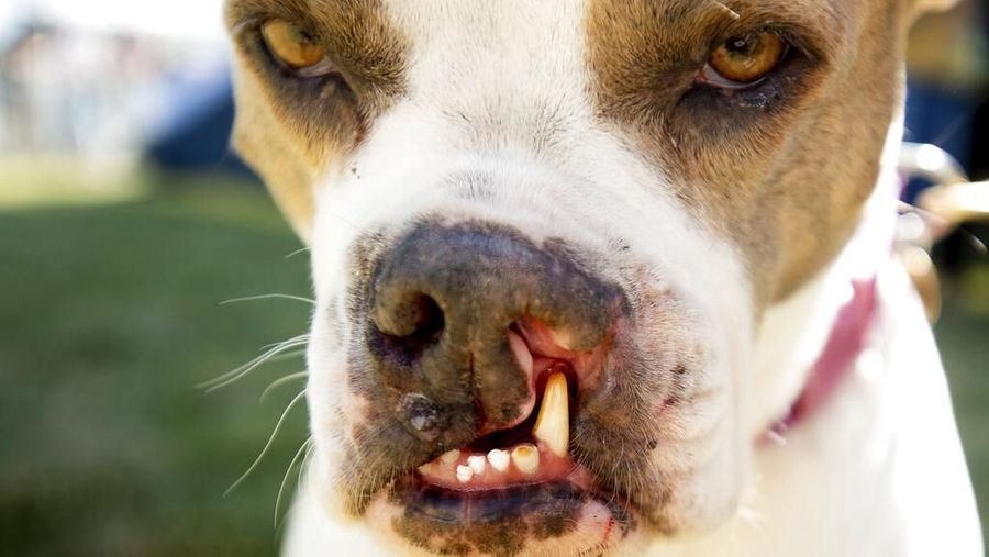 Kontes World's Ugliest Dog 2019 kembali digelar di Petaluma, California, Amerika Serikat, pada Jumat (21/6) diikuti oleh 19 kontestan.