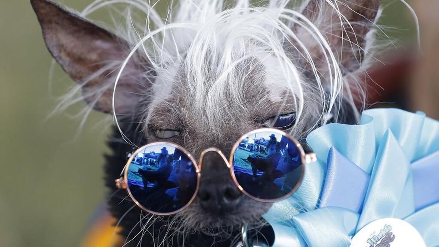 Kontes World's Ugliest Dog 2019 kembali digelar di Petaluma, California, Amerika Serikat, pada Jumat (21/6) diikuti oleh 19 kontestan.