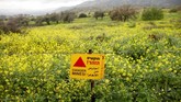 Ladang ranjau di bawah semak-semak di Dataran Tinggi Golan. PM Israel, Benjamin Netanyahu, kini menamakan daerah itu Dataran Tinggi Trump. (REUTERS/Ronen Zvulun)
