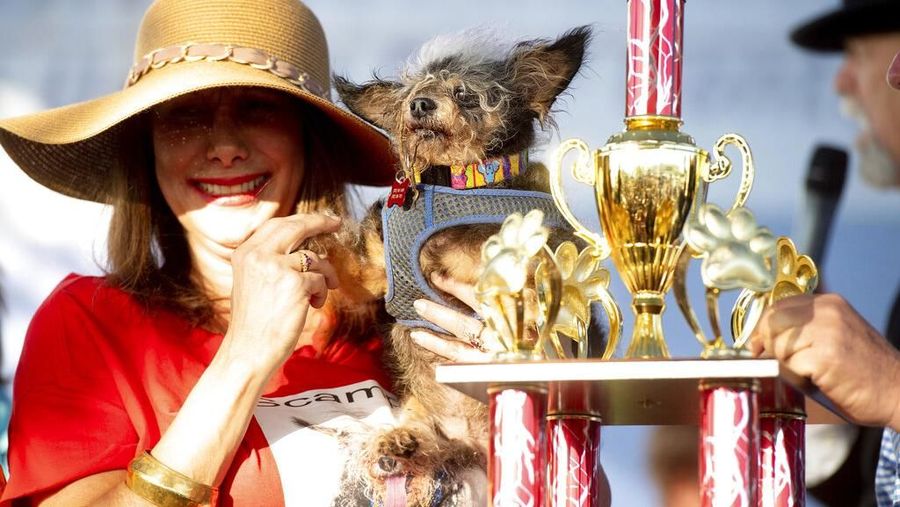 Kontes World's Ugliest Dog 2019 kembali digelar di Petaluma, California, Amerika Serikat, pada Jumat (21/6) diikuti oleh 19 kontestan.