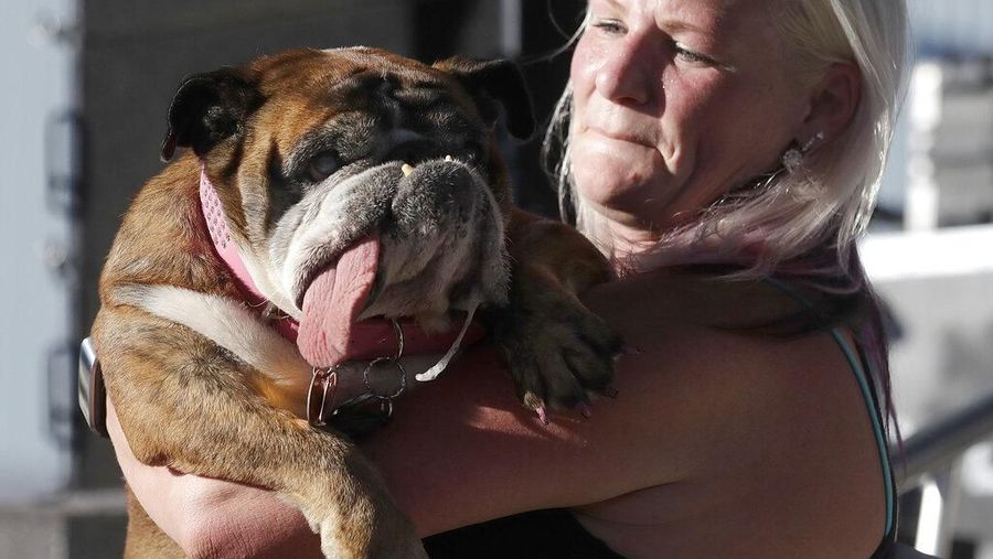 Kontes World's Ugliest Dog 2019 kembali digelar di Petaluma, California, Amerika Serikat, pada Jumat (21/6) diikuti oleh 19 kontestan.