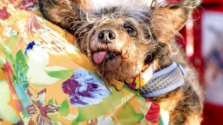 Kontes World's Ugliest Dog 2019 kembali digelar di Petaluma, California, Amerika Serikat, pada Jumat (21/6) diikuti oleh 19 kontestan.