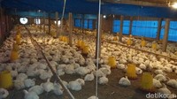 Terungkap Biang Kerok Harga Ayam Anjlok