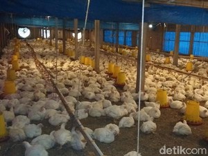 Terungkap Biang Kerok Harga Ayam Anjlok
