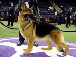 Anjing German Shepherd: Asal-usul, Ciri, Karakter, Perawatan