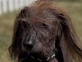 VIDEO: Kontes Anjing Terburuk Digelar di California