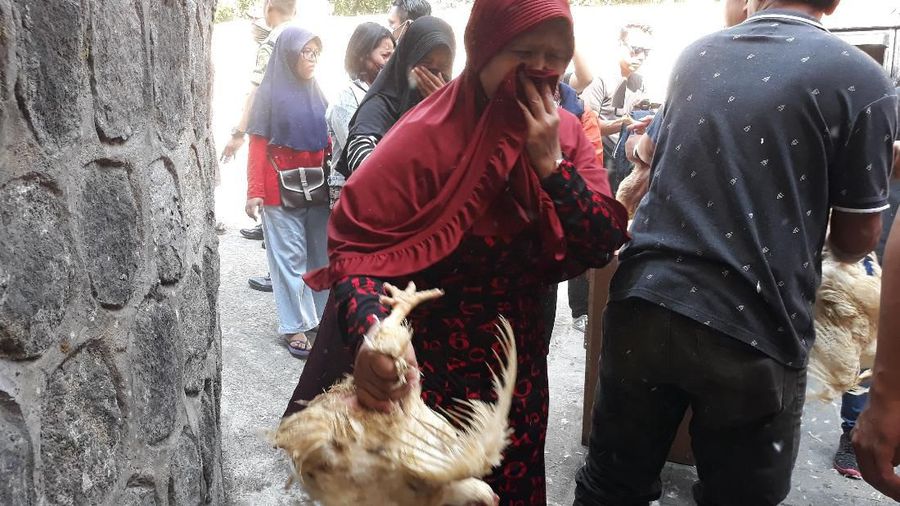 Kota-kota macam Semarang, Solo, dan Yogyakarta ada aksi pembagian ayam gratis oleh para peternak.