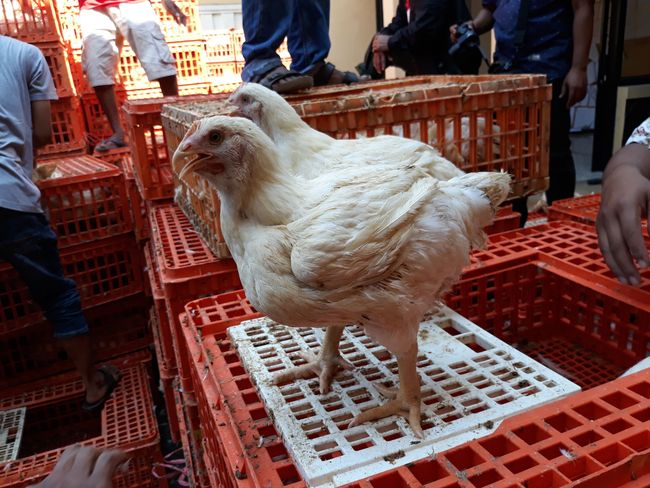 Harga Ayam Anjlok Apa Solusinya