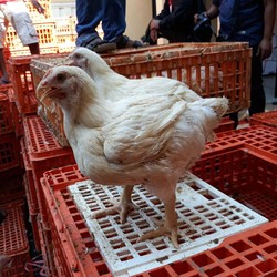 Ada Bagi-Bagi Ayam Gratis, Memang Ampuh Kerek Harga Ayam?