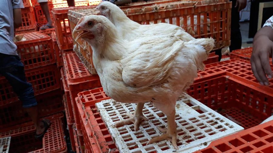 Kota-kota macam Semarang, Solo, dan Yogyakarta ada aksi pembagian ayam gratis oleh para peternak.