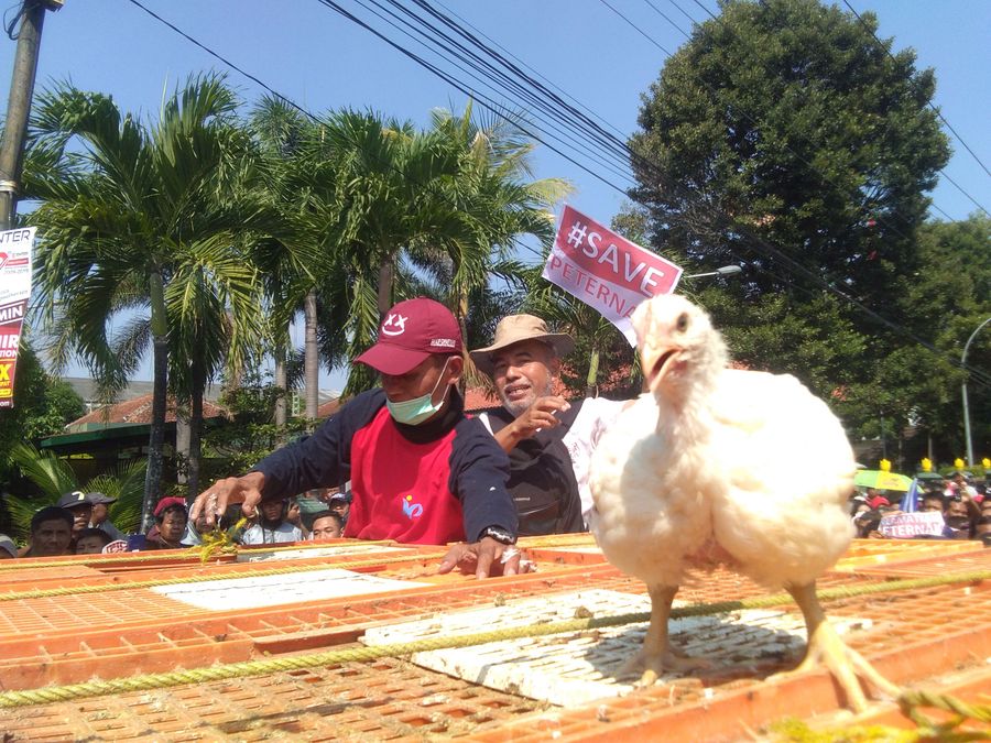Pemerintah Batasi Produksi Ayam, Ini Arah Saham Emiten Unggas