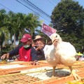 8 Juta Anak Ayam Berlebih, Pemicu Harga Ayam Anjlok