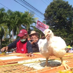8 Juta Anak Ayam Berlebih, Pemicu Harga Ayam Anjlok