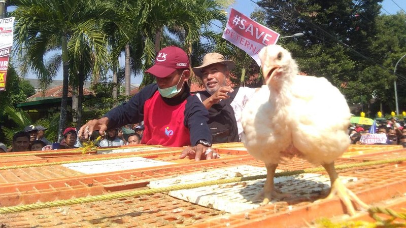Aksi ini menyikapi anjloknya harga ayam di tingkat peternak karena kelebihan pasokan.