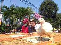 Pemerintah Batasi Produksi Ayam, Ini Arah Saham Emiten Unggas