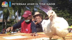 Melihat Aksi Para Peternak Sebar Ribuan Ayam Gratis