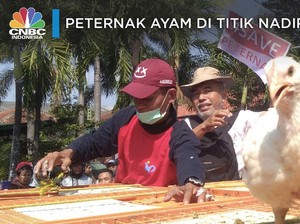 Melihat Aksi Para Peternak Sebar Ribuan Ayam Gratis