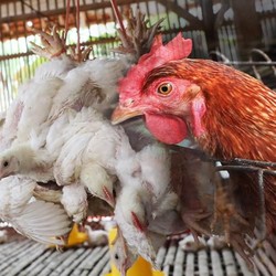 Rugi Rp 15 Ribu Per Ekor, Peternak Salahkan Pemerintah