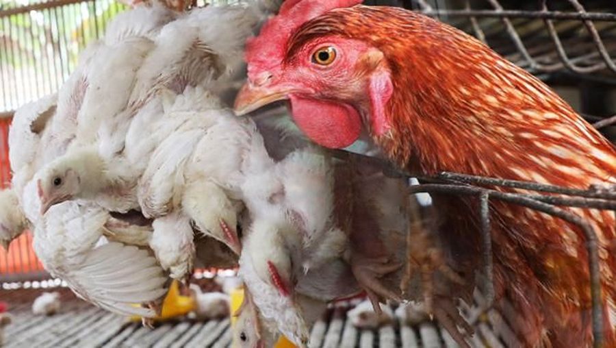Para pedagang jadi kambing hitam soal disparitas harga ayam di peternak dan pasar.