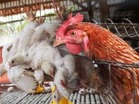 Duh, Masalah Harga Ayam Anjlok di Peternak Belum Juga Beres