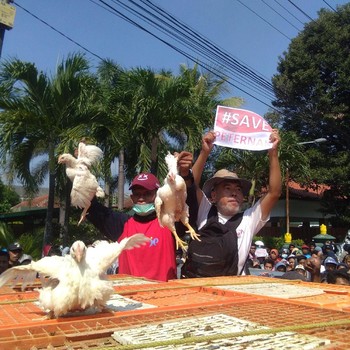 Nih, Penampakan Aksi Bagi-Bagi Ayam Gratis di Yogyakarta