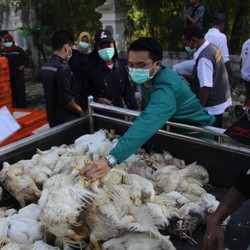 Harga Ayam Anjlok, Peternak Salahkan Kementan dan Kemendag