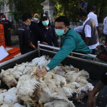 Ada Bagi-Bagi Ayam Gratis, Warga Semarang Antre
